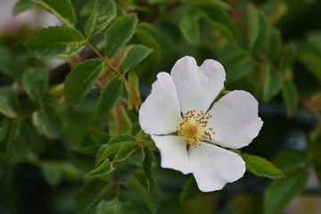 white flowers of a tree