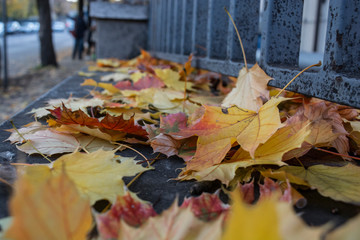  autumn park fence