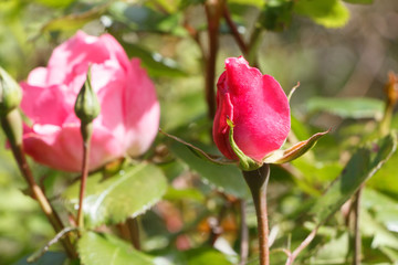 Pink rose bud in a garden during spring