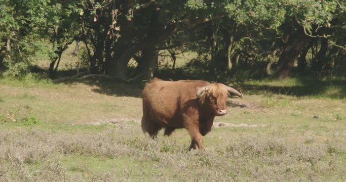 Large scottish highlander, walks to the trees in a forrest, on a sunny day.