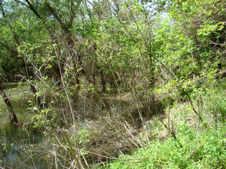 Spring in May on the Danube's arms