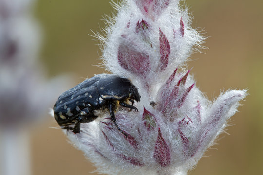 Close-up of a Flower scarab beetle, Oxythyrea funesta, on a hairy flower. 