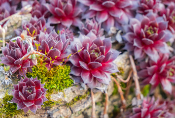 Image of succulent plants with blurry background