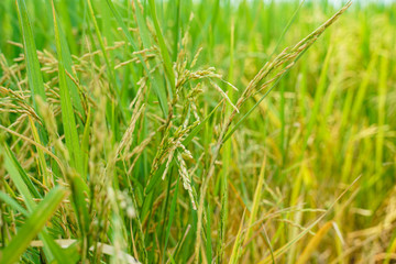 Rice plantation field with paddy rice