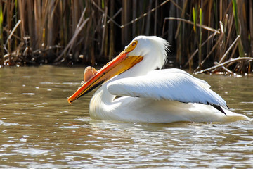 pelicans in water