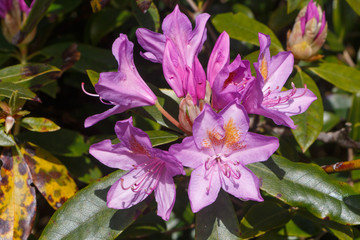 Purple rhododendron flowers in a garden during spring