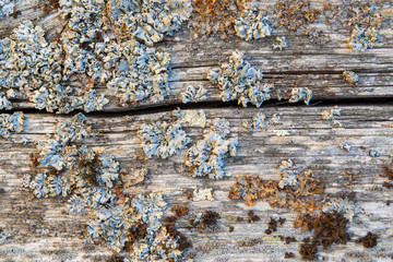 wood background covered with lichen