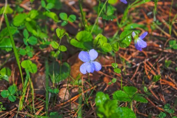 Spring flowers bells on a blurred background.