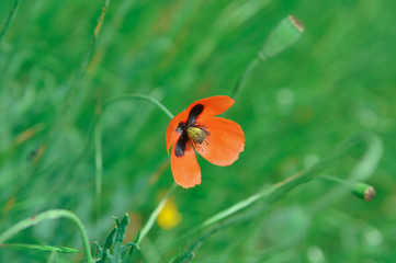 green background with orange flower in the center