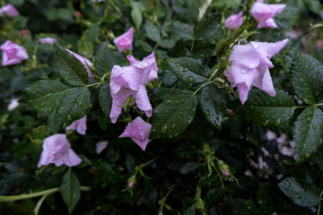 pink flowers in the garden