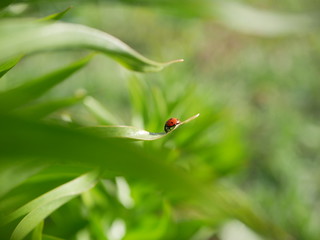 Ladybug crawls over a green leaf on a blurred background of nature