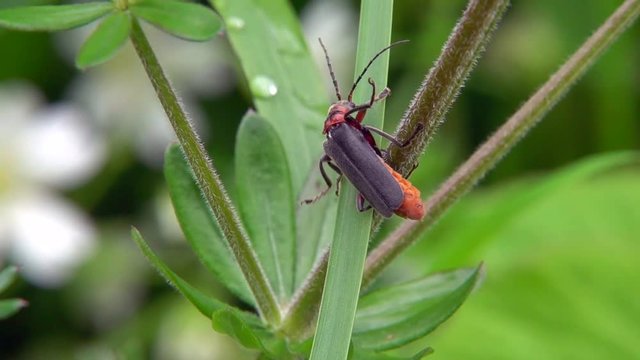 Gemeiner Weichk&auml;fer (Cantharis fusca)&nbsp;