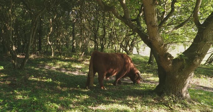 Scottish highlander grazing in a forrest, sniffing, on a warm day. 