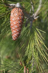 Beautiful pine cone full of seeds hanging from a pine tree