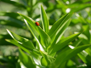 Ladybug enjoying some quiet time on the green leaf of an herb on blur natural background