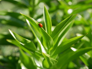 Ladybug enjoying some quiet time on the green leaf of an herb on blur natural background