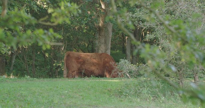 scottish highlander on bike lane in a park