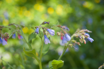 beautiful spring flowers from my garden