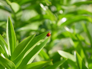 A ladybird sits on the edge of a green leaf on a blurred background of nature