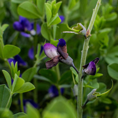 Square Framed Purple Flower