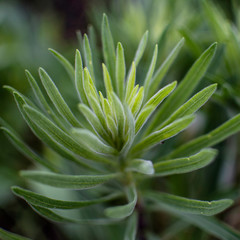 Square Frame Long Thin Leaves Soft Bokeh