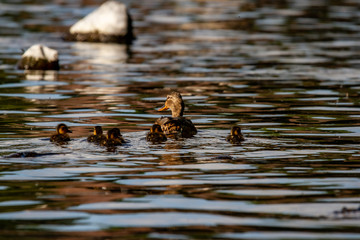 River Tweed Ducklings Duck Scotland Scottish Borders