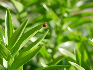 A ladybird sits on the edge of a green leaf on a blurred background of nature