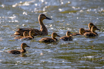 River Tweed Ducklings Duck Scotland Scottish Borders