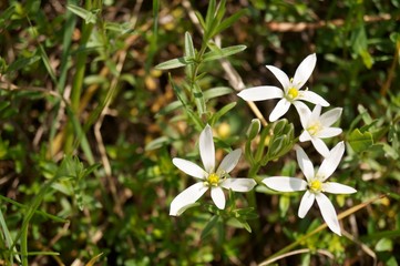 Wild flowers - Grass lily or Star-of-Bethlehem - Ornithogalum umbellatum