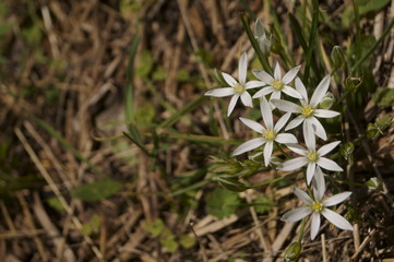 Wild flowers - Grass lily or Star-of-Bethlehem - Ornithogalum umbellatum