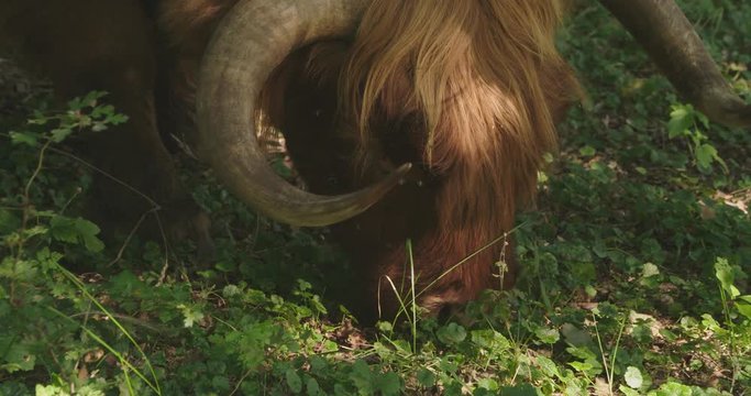 Scottish highlander grazing in a forrest, sniffing, on a warm day. 