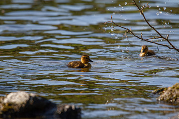 River Tweed Ducklings Duck Scotland Scottish Borders