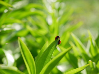 Two ladybirds sits on the edge of a green leaf on a blurred background of nature