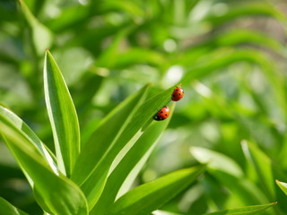 Two ladybirds sits on the edge of a green leaf on a blurred background of nature