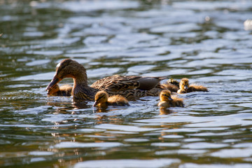 River Tweed Ducklings Duck Scotland Scottish Borders