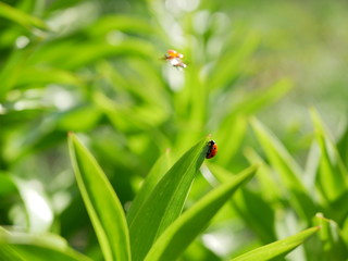 ladybird sits on the edge of a green leaf on a sunny day, and another flies away
