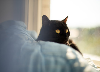 black cat lying on a blue blanket on window sill and looking in the window. Yellow eyes. Dreaming view close up. Advertising animals concept