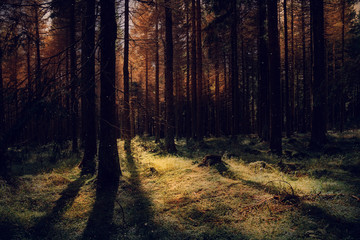 Warmer Sonnenaufgang im Nadelwald