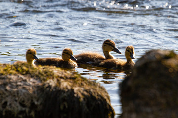 River Tweed Ducklings Duck Scotland Scottish Borders