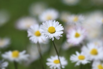 Daisy in the grass