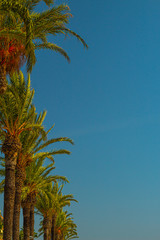 Palm tree with beautiful blue sky