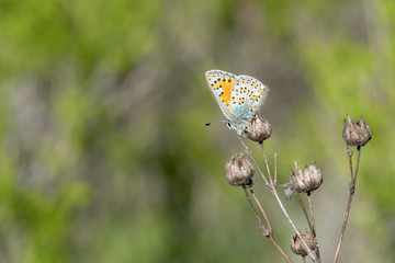 Lycaenidae / Anadolu Gelinciği / Anatolian Vernal Copper / Tomares nogelii