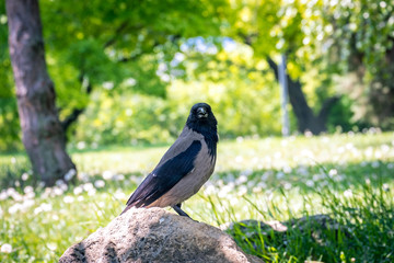 Raven on the stone in garden