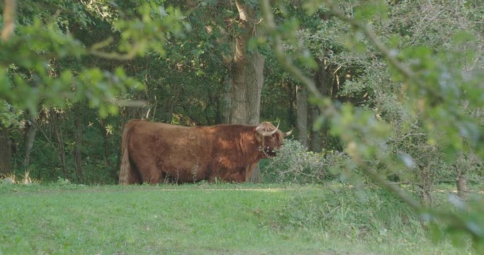 scottish highlander on bike lane in a park