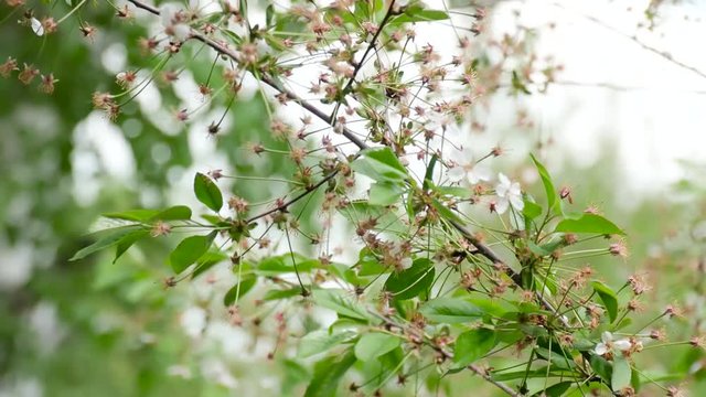 Fallen white petals on a flowering cherry tree. Flowers on branches without petals.