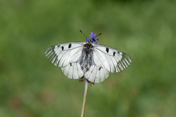 Papilionidae / Dumanlı Apollo / / Parnassius mnemosyne