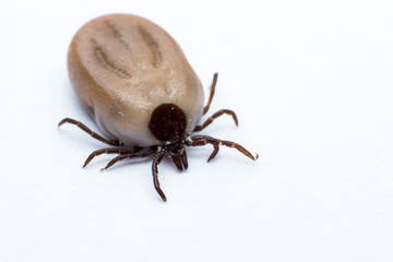tick isolated on white background