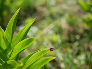 A ladybird sits on the edge of a green leaf on a blurred background of nature