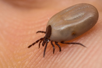 the tick on the human skin