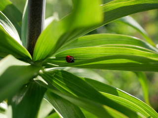 Ladybug is resting between a green leaf on a sunny day